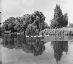 Magyarország, Ráckevei (Soroksári)-Duna., 1955, UVATERV, egy dunai hajóút, tükröződés, folyópart, baromfi, fűzfa, nádas, Fortepan #91138