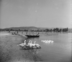 Magyarország, Dunabogdány, Strand., 1955, UVATERV, egy dunai hajóút, baromfi, csónak, látkép, liba, Best of, Fortepan #91184