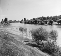 Magyarország, Győrzámoly, Mosoni-Duna., 1955, UVATERV, egy dunai hajóút, folyópart, Fortepan #91265