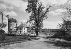 Magyarország, Budapest II., a Csalogány utca 43. udvara az Erőd utca felé nézve., 1951, UVATERV, Budapest, utcakép, bérház, fa, Fortepan #91449