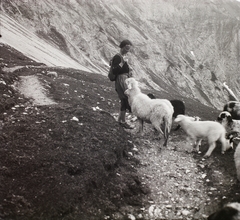 1937, Ebner, excursion, sheep, Fortepan #92184