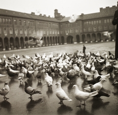 Magyarország, Szeged, Dóm tér., 1939, Ebner, tér, galamb, Fortepan #92223