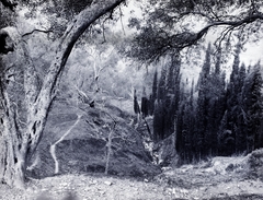 Greece, Corfu, 1900, Zichy, wood, Fortepan #9223