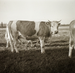 1939, Ebner, cattle, Fortepan #92235