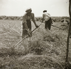 1939, Ebner, agriculture, harvest, Fortepan #92236