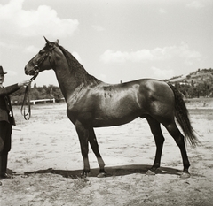 1939, Ebner, horse, Fortepan #92238