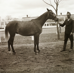 1939, Ebner, horse, Fortepan #92244