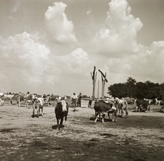 1939, Ebner, cattle, shadoof, Fortepan #92246