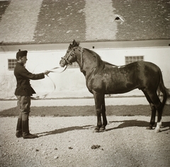 Hungary, Bábolna, Szapáry-kastély, Ménesudvar., 1939, Ebner, horse, Fortepan #92249