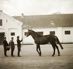 Hungary, Kisbér, ménesbirtok., 1939, Ebner, horse, Fortepan #92252