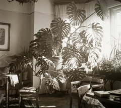 Hungary, Budapest XII., Tóth Lőrinc utca 14., 1939, Ebner, interior, chair, arm chair, indoor plants, Budapest, Fortepan #92279