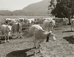 1939, Ebner, cattle, cowbell, Fortepan #92292