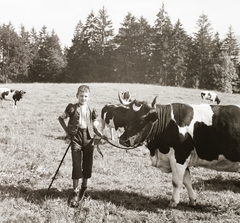 1939, Ebner, cattle, shepherd, kid, herdsboy, Fortepan #92298