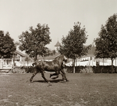 1939, Ebner, horse, running, corral, Fortepan #92302