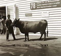 Switzerland, Zurich, a Svájci Nemzeti Kiállítás (Schweizerische Landesausstellung 1939, avagy Landi 39) egyik pavilonja a Bellerivestrasse mentén., 1939, Ebner, cattle, Fortepan #92305