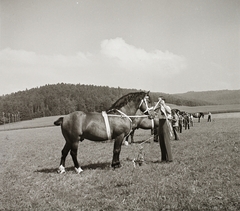 1939, Ebner, horse, saddle, equestrian sports, Fortepan #92308