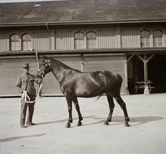 1939, Ebner, horse, Fortepan #92311