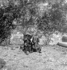 1908, Fortepan, dog, garden, Dachshund, Fortepan #9237