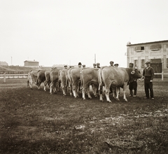 Magyarország, Budapest X., Albertirsai út, Mezőgazdasági Kiállítás, a háttérben Kőbánya felső vasútállomás., 1940, Ebner, szarvasmarha, Budapest, Fortepan #92391