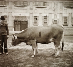 Magyarország, Budapest X., Albertirsai út, Mezőgazdasági Kiállítás., 1940, Ebner, szarvasmarha, Budapest, Fortepan #92392