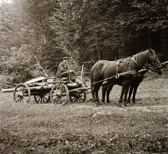 1939, Ebner, woods, horse, chariot, hunting, trophy, deer, Fortepan #92395