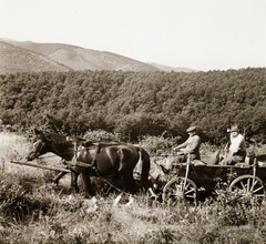 1939, Ebner, horse, chariot, hunting, Fortepan #92396