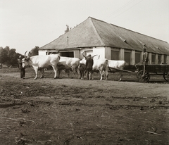 1940, Ebner, szarvasmarha, Fortepan #92411