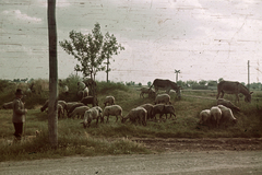 1940, Fortepan, színes, szamár, juh, pásztor, Fortepan #92545