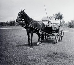 1939, Hegedűs Judit, horse, carriage, Fortepan #92990