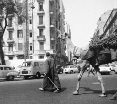 Egyiptom, Kairó, 1962, Inkey Tibor, teve, Fortepan #93318