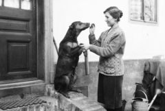 1937, Kurutz Márton, dog, feat, Fortepan #93493