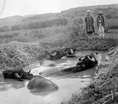 1939, Fortepan, kalap, gyermek, szarvasmarha, bivaly, gyerekmunka, Fortepan #9350