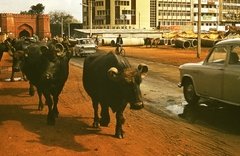 India, Delhi, balra a Turkman Gate., 1972, Lőw Miklós, színes, kapu, bivaly, kerékpár, Fortepan #93611