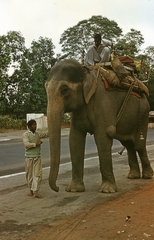 India, Delhi, Sikandra Road., 1972, Lőw Miklós, színes, elefánt, Fortepan #93616