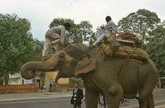 India, Delhi, Sikandra Road., 1972, Lőw Miklós, színes, elefánt, Fortepan #93617