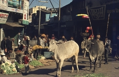 India, Delhi, 1972, Lőw Miklós, colorful, cattle, Fortepan #93676