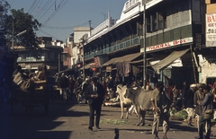 India, 1972, Lőw Miklós, colorful, street view, cattle, bicycle, Fortepan #93677