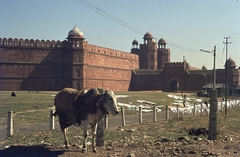 India, Delhi, Red Fort (Vörös Erőd)., 1972, Lőw Miklós, colorful, cattle, Mughal architecture, Fortepan #93681