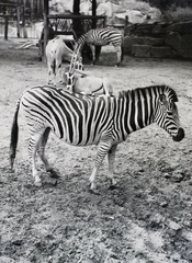 Magyarország, Városliget,Állatkert, Budapest XIV., 1940, Vaskapu utca, Budapest, antilop, zebra, Fortepan #94467