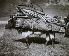 Kirgizisztán, az Ottuk folyó völgye., 1925, Magyar Földrajzi Múzeum / Diagyűjtemény, teherhordás, jurta, szarvasmarha, Fortepan #95063