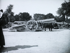 1908, Magyar Földrajzi Múzeum / Diagyűjtemény, buffalo, carrying loads, Fortepan #95125