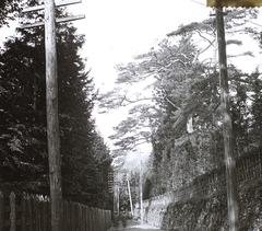 Japán, Nikkó, fenyők a császári kert körül., 1922, Magyar Földrajzi Múzeum / Diagyűjtemény, Fortepan #95139