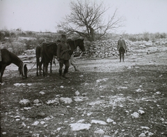 Irak, a háttérben egy, a Jazidi vallás hívei által szentnek tartott fa, Erbil városától keletre., 1925, Magyar Földrajzi Múzeum / Diagyűjtemény, ló, Fortepan #95153