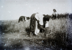 1912, Magyar Földrajzi Múzeum / Kerekes J. Zoltán, agriculture, harvest, barefoot, sickle, attire, Fortepan #95187