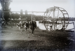 Románia,Erdély, Lugos, bolgárkertészet öntözőműve a Temes folyó partján., 1911, Magyar Földrajzi Múzeum / Kerekes J. Zoltán, szarvasmarha, vízkerék, Fortepan #95188