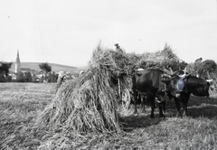 Szlovákia, Igló, aratás a város határában, balra a Szűz Mária mennybevétele templom., 1929, Schermann Ákos, Schermann Szilárd, Csehszlovákia, templom, szarvasmarha, mezőgazdaság, aratás, ökörfogat, szalma, Fortepan #95368