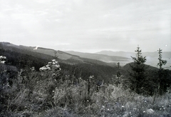 Szlovákia, Szlovák Paradicsom Nemzeti Park, Menedékkő-fennsík (Klaštorisko), jobbra a Kozi-Kameň hegylánc., 1929, Schermann Ákos, Schermann Szilárd, Csehszlovákia, tájkép, Fortepan #95371