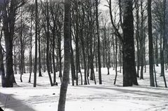 Hungary, Galyatető, Mátraszentimre, 1931, Schermann Ákos, Schermann Szilárd, winter, snow, Fortepan #95422