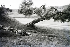 Slovakia, Spišská Nová Ves, Iglófüred, Schulerloch-forrás a település közelében., 1931, Schermann Ákos, Schermann Szilárd, Czechoslovakia, wood, landscape, spring, Fortepan #95429