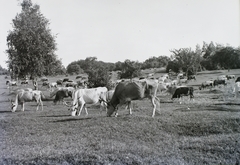 Slovakia, Tornai-fennsík., 1931, Schermann Ákos, Schermann Szilárd, Czechoslovakia, cattle, pasture, Hungarian grey cattle, Fortepan #95436